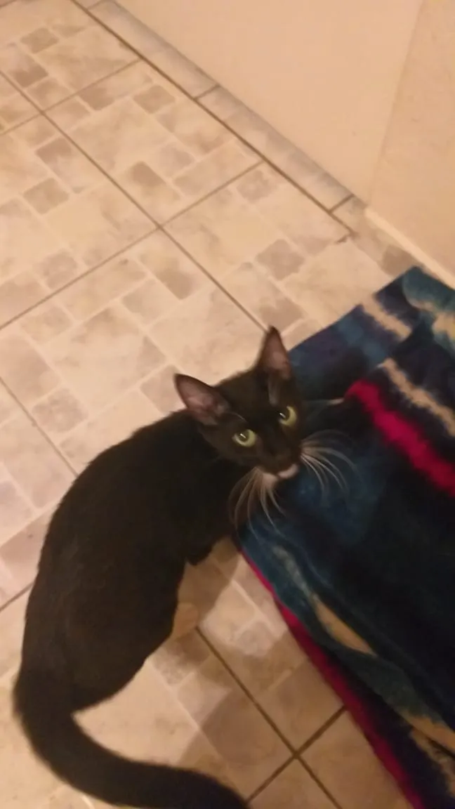 Gato ra a SRD idade 2 anos nome Indefinido