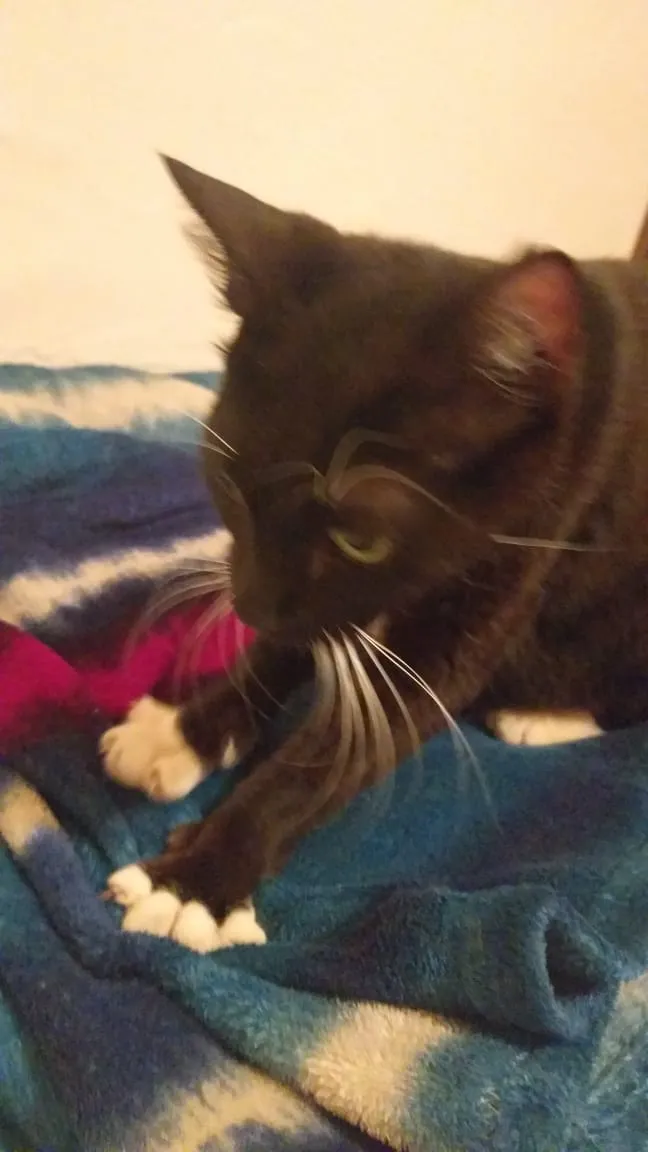 Gato ra a SRD idade 2 anos nome Indefinido