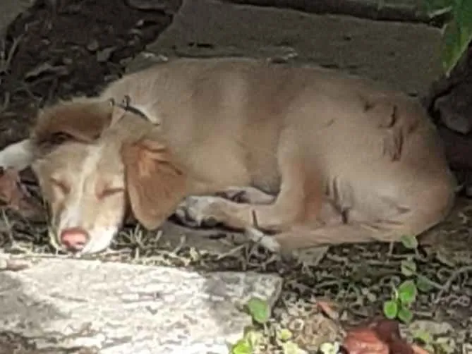 Cachorro ra a Labrador / puldol idade 2 a 6 meses nome Max