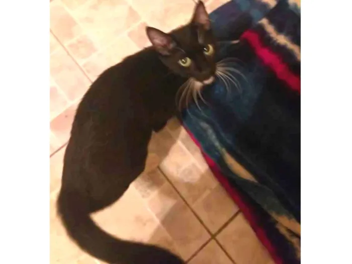 Gato ra a SRD idade 2 anos nome Indefinido