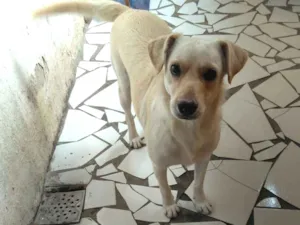 Cachorro raça SRD idade 2 anos nome Lua