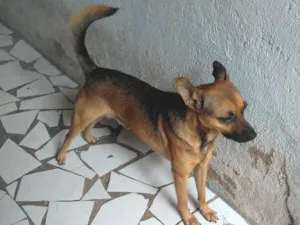 Cachorro raça SRD idade 2 anos nome Bob