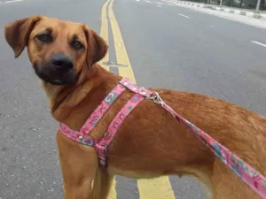 Cachorro raça SRD idade 1 ano nome Linda