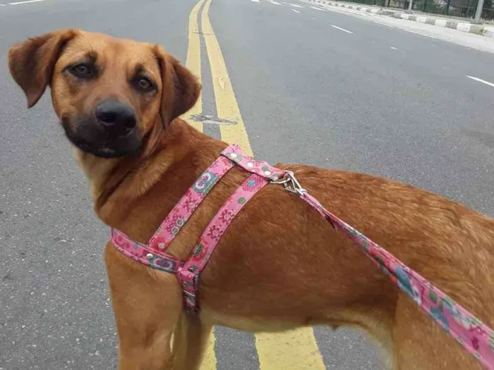 Cachorro ra a SRD idade 1 ano nome Linda