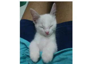 Gato raça Listrada idade Abaixo de 2 meses nome Alyssa