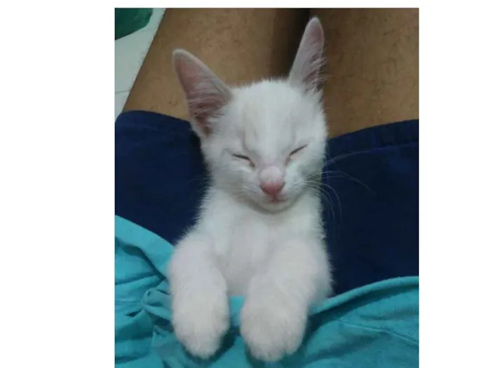Gato ra a Listrada idade Abaixo de 2 meses nome Alyssa