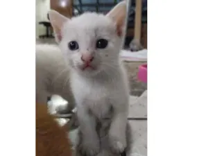 Gato raça Sem raça definida idade Abaixo de 2 meses nome Nevada