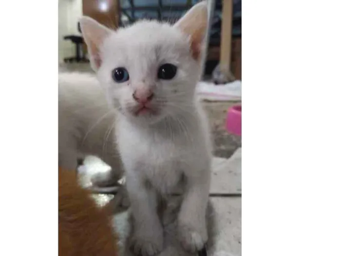 Gato ra a Sem raça definida idade Abaixo de 2 meses nome Nevada