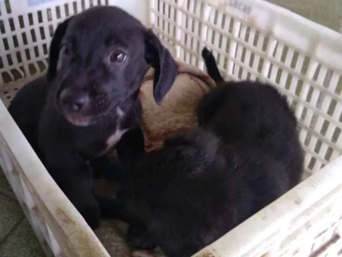 Cachorro ra a Vira lata idade 2 a 6 meses nome Bobi