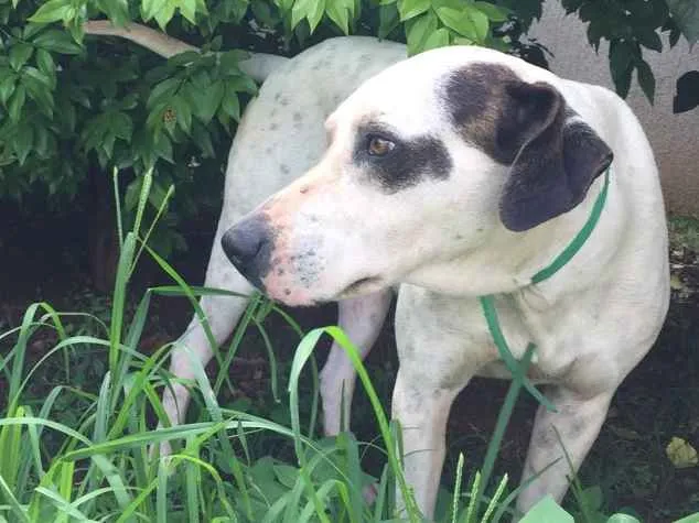 Cachorro ra a SRD idade 4 anos nome Brisa 