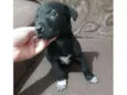 Baby