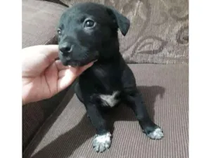 Cachorro raça Vira-lata idade Abaixo de 2 meses nome Baby