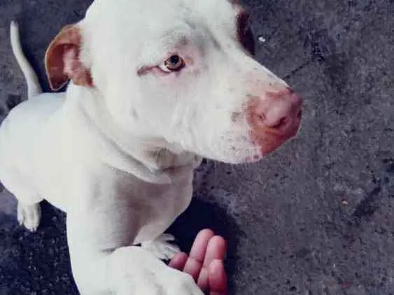 Cachorro ra a Pitbull idade 2 anos nome Billy