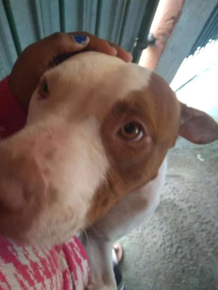 Cachorro ra a Pitbull idade 2 anos nome Billy