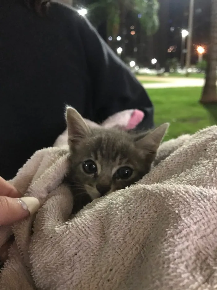 Gato ra a Não sei  idade Abaixo de 2 meses nome Não tem 