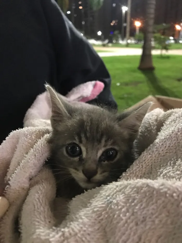 Gato ra a Não sei  idade Abaixo de 2 meses nome Não tem 
