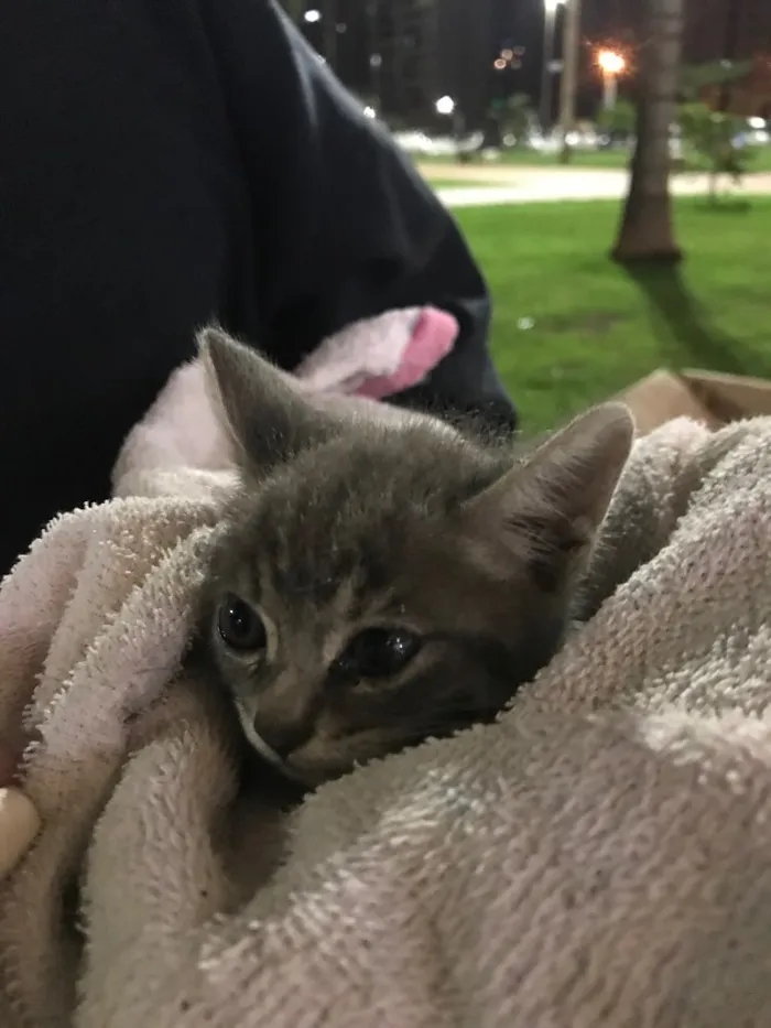 Gato ra a Não sei  idade Abaixo de 2 meses nome Não tem 