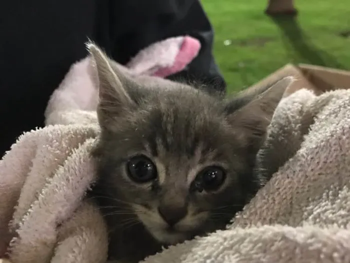 Gato ra a Não sei  idade Abaixo de 2 meses nome Não tem 