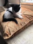 Juno
