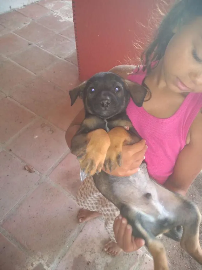 Cachorro raça  idade 2 a 6 meses nome Não tem