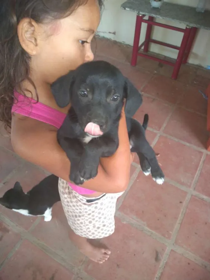 Cachorro raça  idade 2 a 6 meses nome Não tem