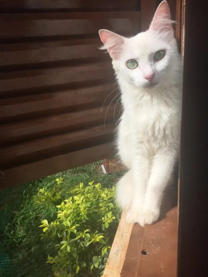 Gato ra a Sem raça definidamestiça persa idade 2 anos nome Fuinha /Florzinha