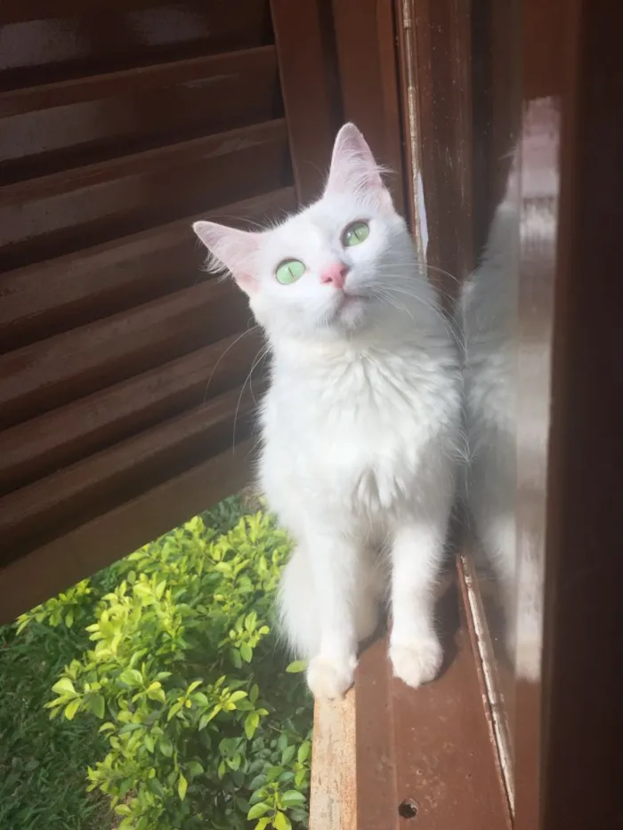 Gato ra a Sem raça definidamestiça persa idade 2 anos nome Fuinha /Florzinha