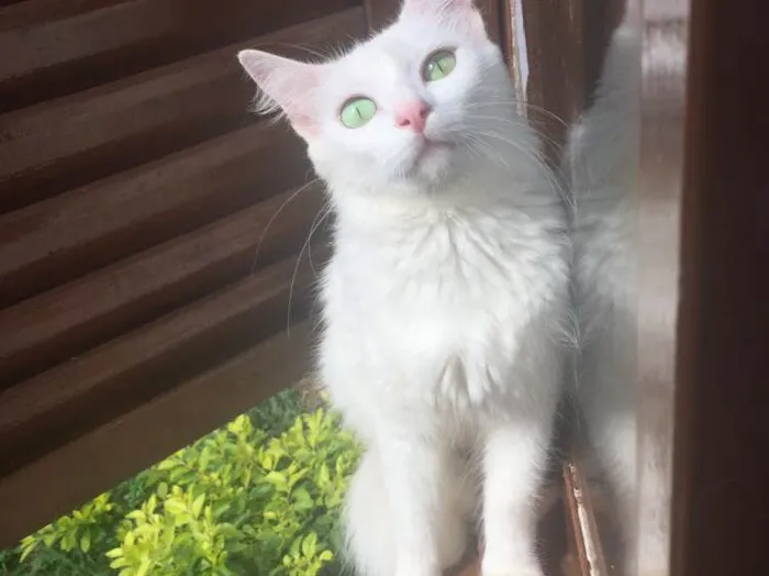 Gato ra a Sem raça definidamestiça persa idade 2 anos nome Fuinha /Florzinha