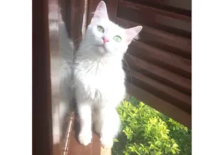 Gato raça Sem raça definidamestiça persa idade 2 anos nome Fuinha /Florzinha