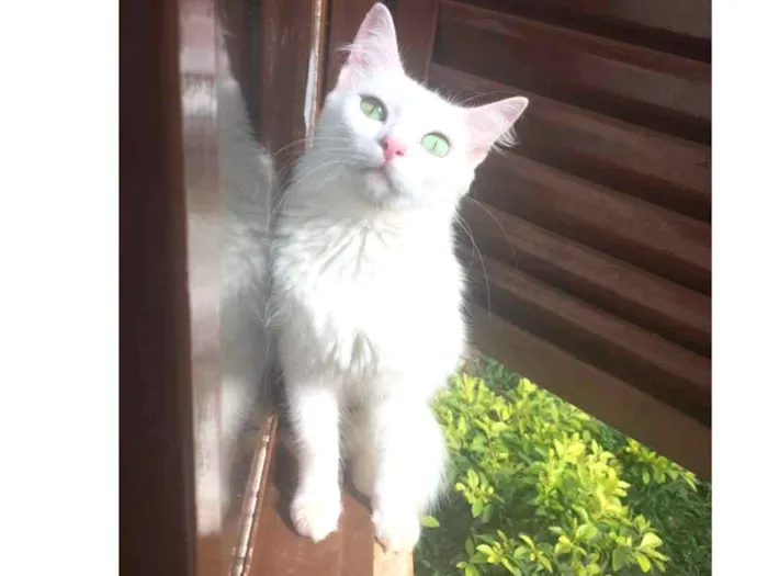 Gato ra a Sem raça definidamestiça persa idade 2 anos nome Fuinha /Florzinha