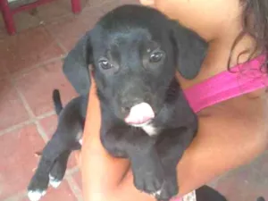 Cachorro raça  idade 2 a 6 meses nome Não tem