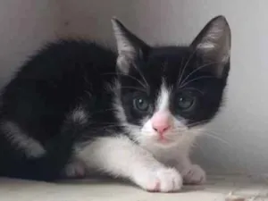 Gato raça SRD idade 2 a 6 meses nome Kim
