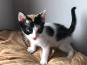 Gato raça SRD idade 2 a 6 meses nome Jade