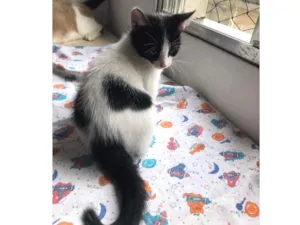 Gato raça SRD idade 2 a 6 meses nome Juno