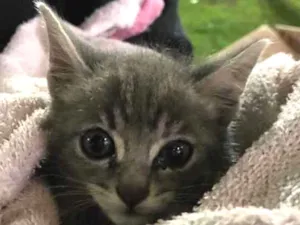Gato raça Não sei  idade Abaixo de 2 meses nome Não tem 