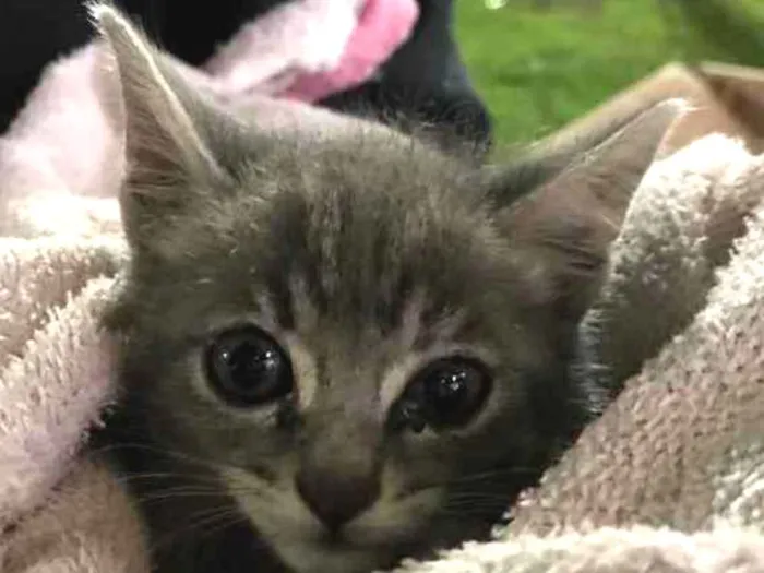 Gato ra a Não sei  idade Abaixo de 2 meses nome Não tem 