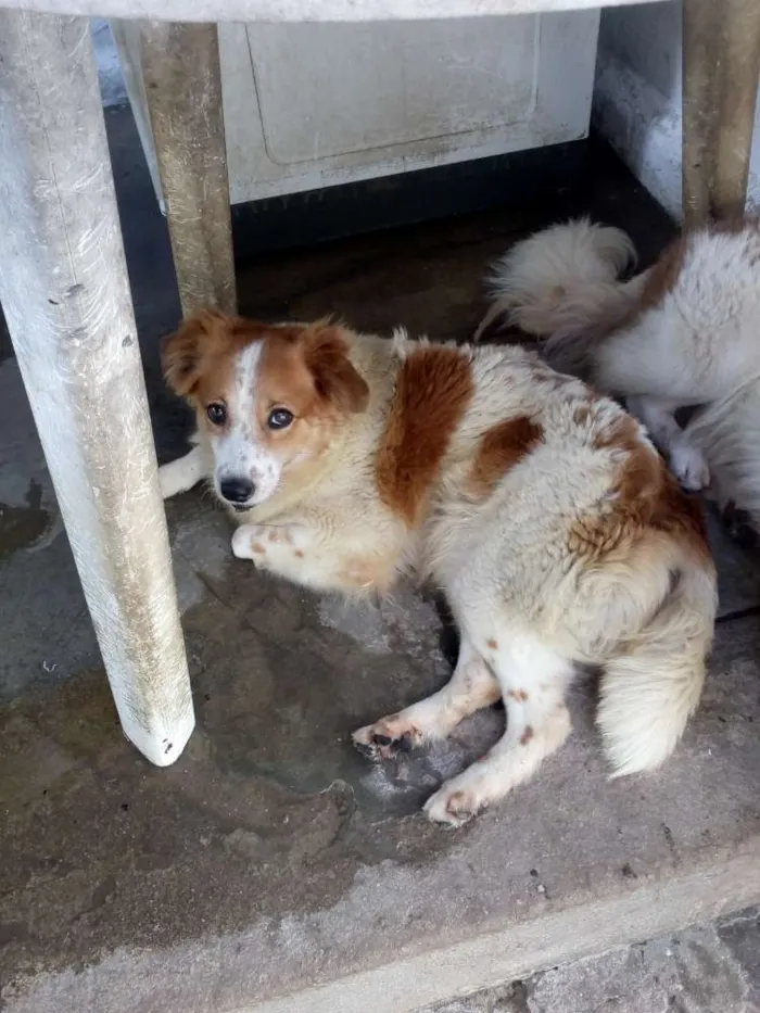 Cachorro ra a Indefinida idade 2 anos nome Nita e angelica