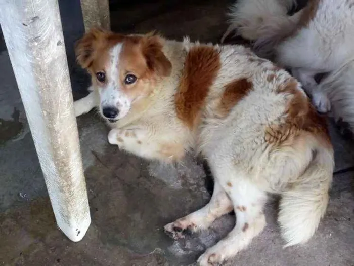 Cachorro ra a Indefinida idade 2 anos nome Nita e angelica