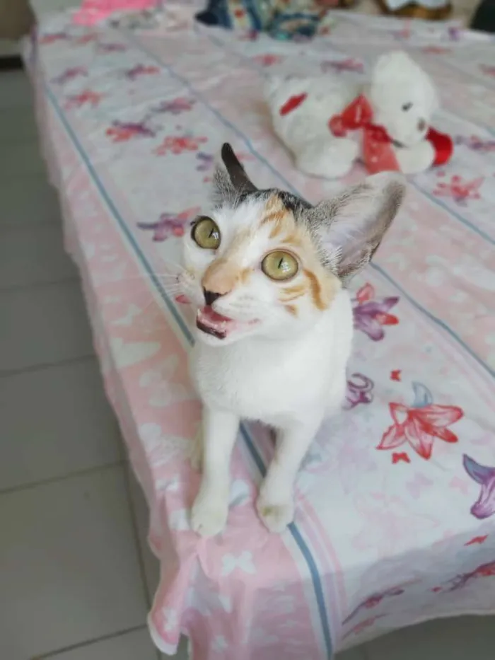 Gato raça srd idade 2 a 6 meses nome Flora 