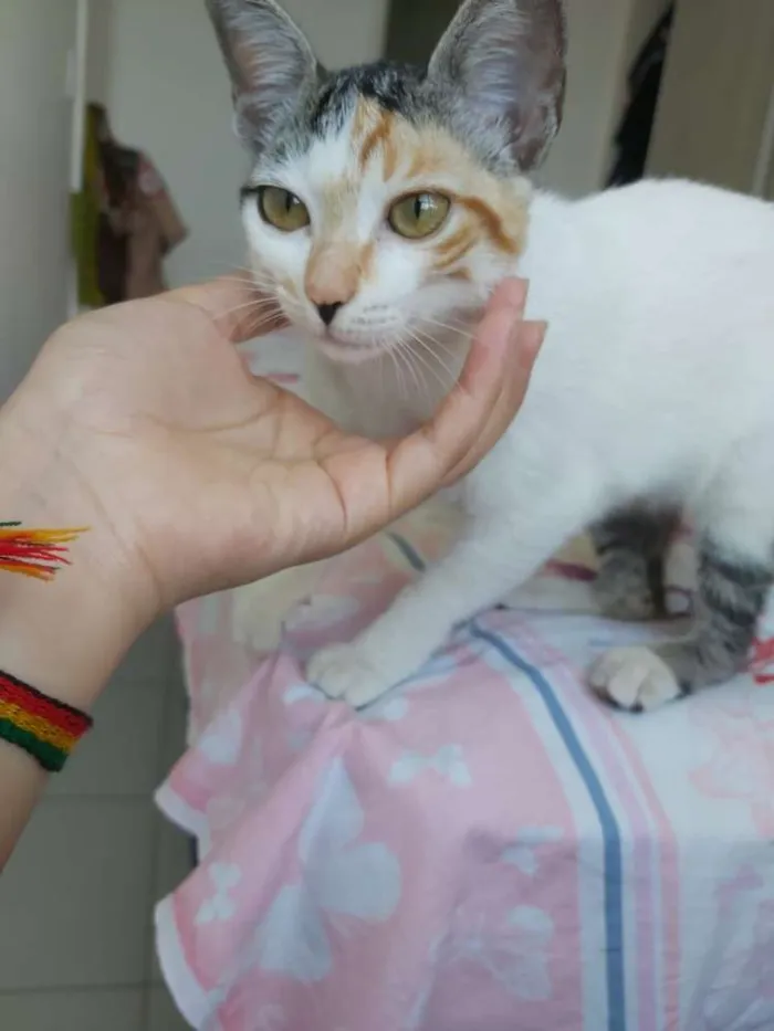 Gato raça srd idade 2 a 6 meses nome Flora 