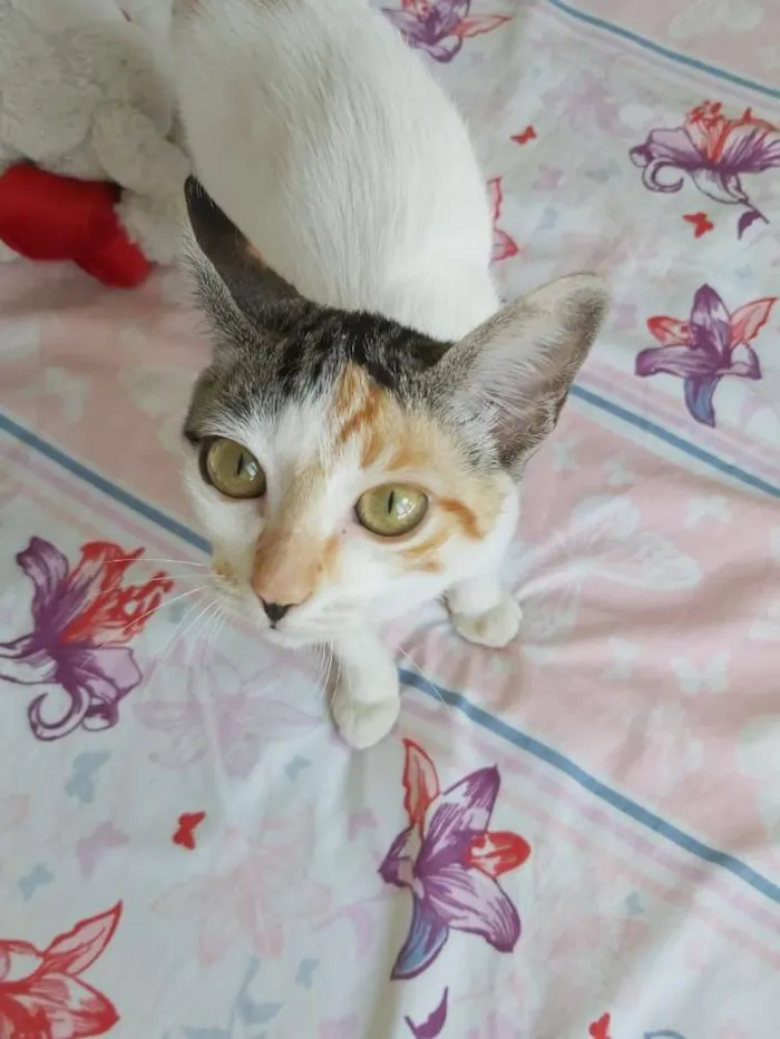 Gato raça srd idade 2 a 6 meses nome Flora 