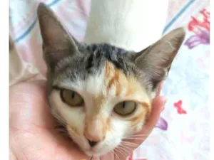 Gato raça srd idade 2 a 6 meses nome Flora 