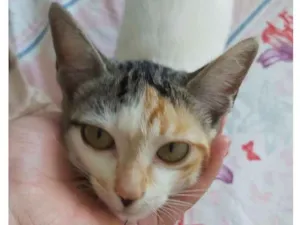 Gato raça srd idade 2 a 6 meses nome Flora