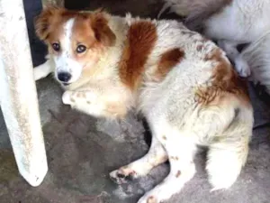 Cachorro raça Indefinida idade 2 anos nome Nita e angelica