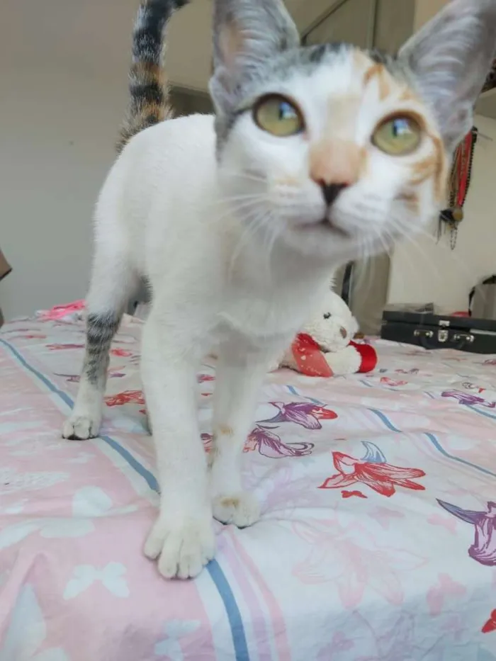 Gato raça srd idade 2 a 6 meses nome Flora