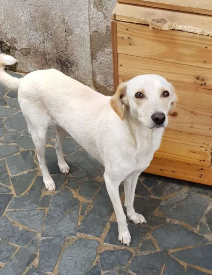 Cachorro ra a Srd idade 7 a 11 meses nome Boneca