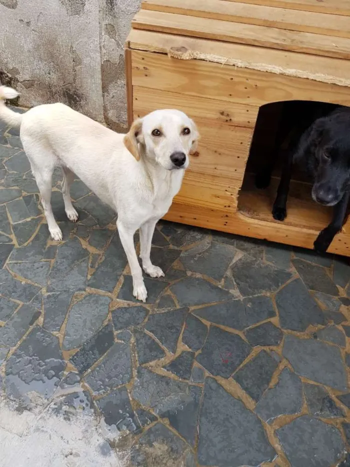 Cachorro ra a Srd idade 7 a 11 meses nome Boneca