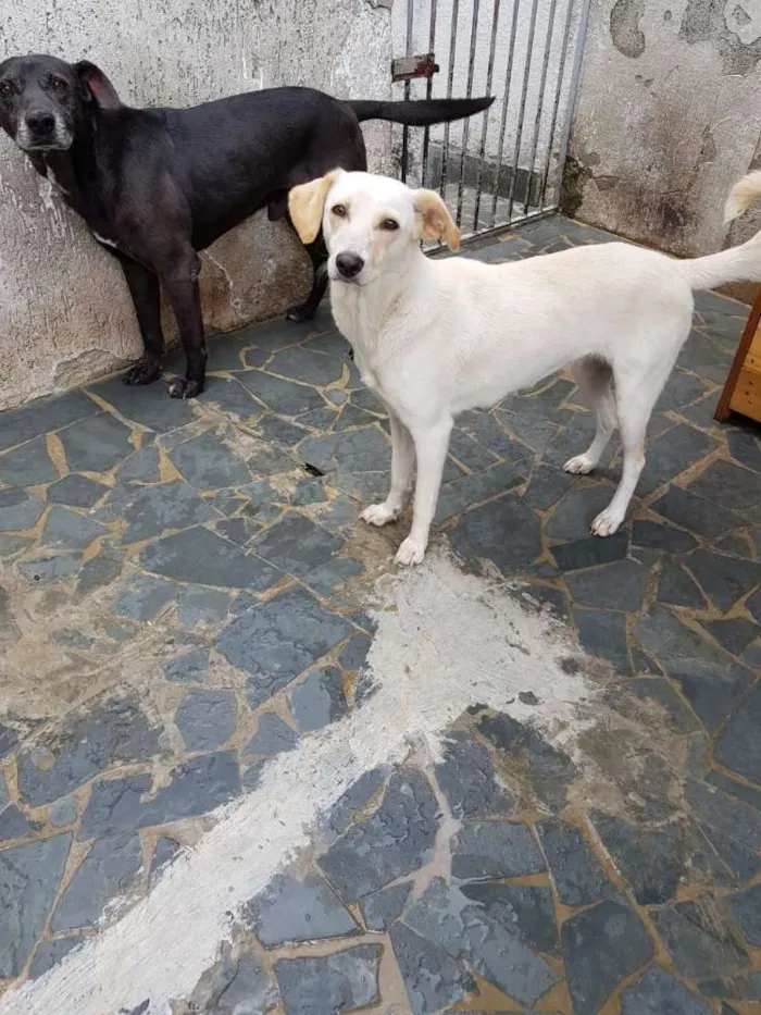 Cachorro ra a Srd idade 7 a 11 meses nome Boneca