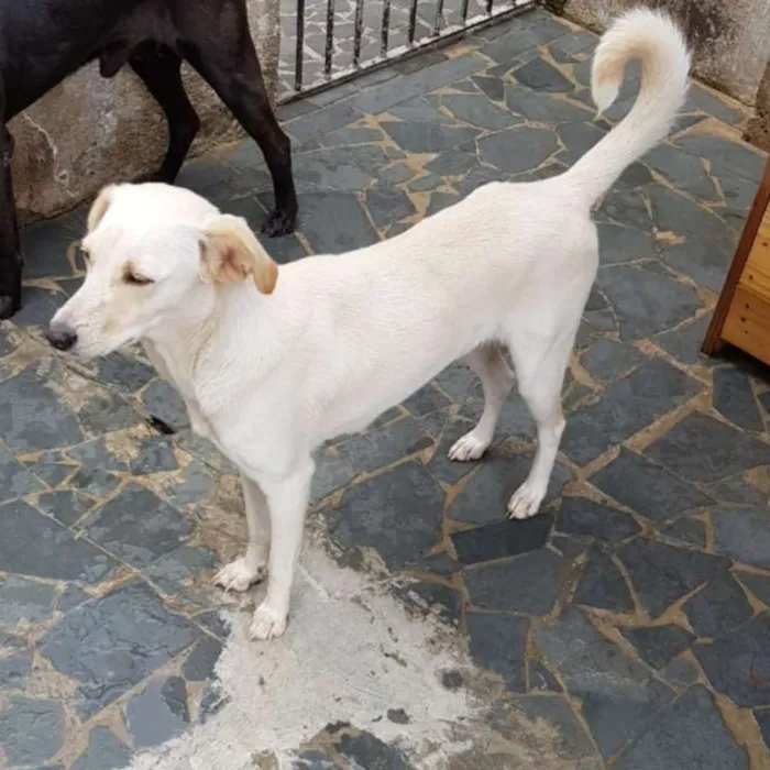 Cachorro ra a Srd idade 7 a 11 meses nome Boneca