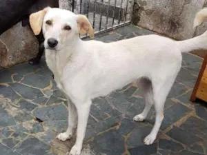 Cachorro raça Srd idade 7 a 11 meses nome Boneca